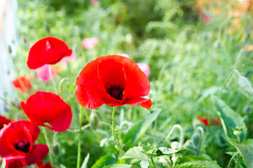 Blooming red poppy flowers on summer meadow