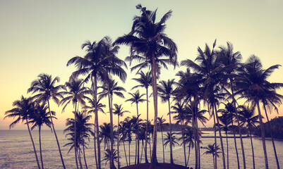 Tropical island with coconut palm trees silhouettes at sunset, color toning applied.