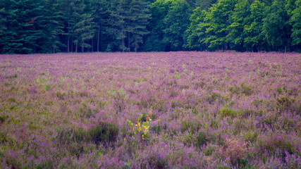 Purple heather field in the forest of Mastenbos in Kapellen.