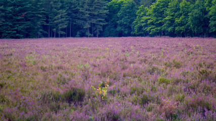 Fototapeta premium Purple heather field in the forest of Mastenbos in Kapellen.