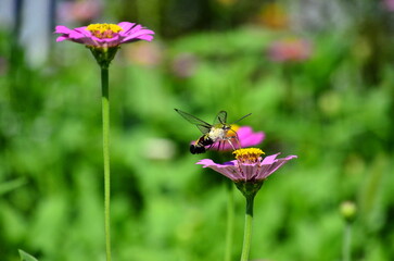 オオスカシバ　2022