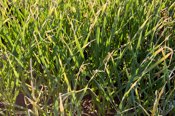 Wild grass sedge field weed, full frame backdrop texture.