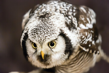close up of a owl