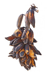 Old bunch of bananas. White background