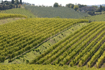 Fototapeta na wymiar Landscape of Tuscany fields in Italy