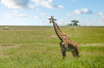 Giraffe in a beautiful landscape of the African savannah