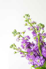 Fototapeta premium Very beautiful matthiola flowers, beautiful lavender color, bouquet on a white background, place for an inscription.