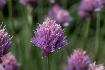 macro photography. desktop wallpaper with flowers. floral background. romantic wallpaper. delicate little purple flowers on a light green background