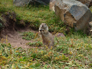 A Caucasian gopher sits and poses for the camera