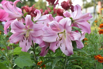 Light pink lilies in the summer garden. Beautiful large flowers of pink lilies. Lilies close-up.