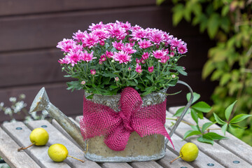 pink Chrysantheme in dekorativer Gießkanne im Garten