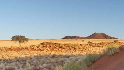 Desert landscape with acacia trees and red sand dunes in NamibRand Nature Reserve,  Namib, Namibia