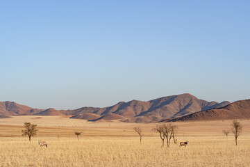 Desert landscape with acacia trees and grazing oryx in NamibRand Nature Reserve,  Namib, Namibia