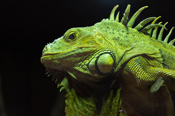 A Green Iguana (Iguana iguana) head close up on black.