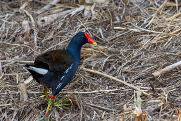 A common moorhen (Gallinula chloropus), also known as the waterhen or swamp chicken on the shore