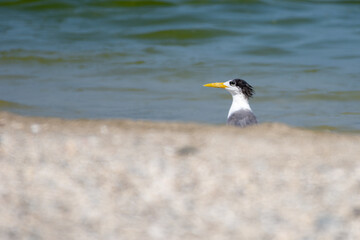 Lesser crested tern (Thalasseus bengalensis) peaking over the sand