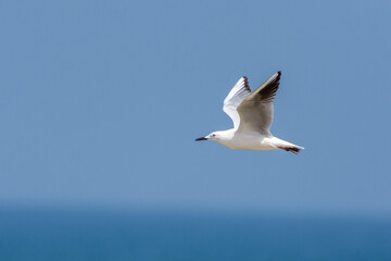 Fototapeta na wymiar Slender-Billed Gull (Chroicocephalus genei) in flight in the UAE