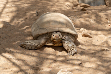A giant tortoise (Chelonoidis nigra) walks across the desert forward.