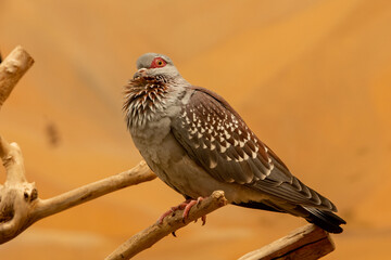 The speckled pigeon (Columba guinea), or (African) rock pigeon, is close up on a branch.