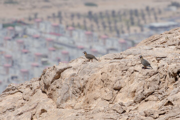 An Arabian Partridge habitat shot (Alectoris melanocephala) on a cliff in the United Arab Emirates...