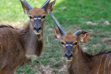 Naklejka na ściany i meble Female Lowland Nyala deer antelope in grass looking our from behind tree in southern africa