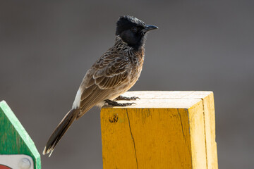 Red-vented bulbul (Pycnonotus cafer) on a post