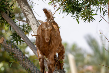 Obraz premium A domesticated goat (Capra aegagrus hircus) in a tree.