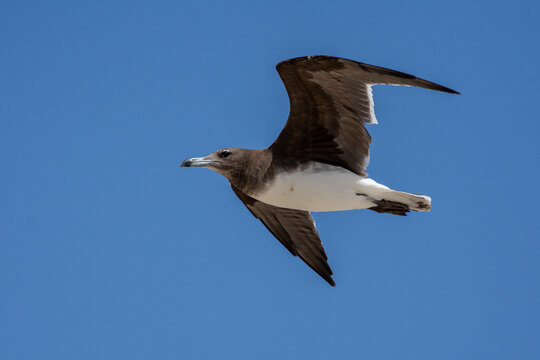 Sooty Gull (Ichthyaetus hemprichii) Aden gull or Hemprich's gull in flight in the UAE