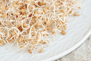 Sprouted wheat grains in a white plate. Selective focus.
