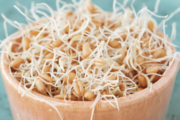 Sprouted wheat grains in a ceramic bowl on a blue plate. Selective focus.