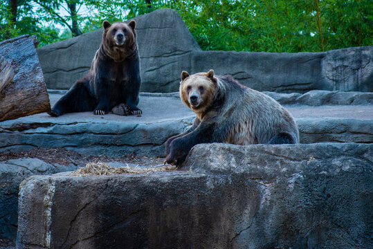 bears in the zoo