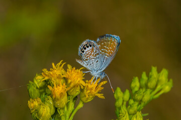 Western Pygmy-Blue Butterfly (Brephidium exilis) Feeding on Western Goldentops Blooms (Euthamia occidentalis)