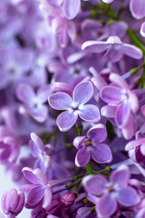 Macro photo of lilacs. Close-up spring postcard