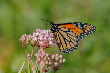 "Monarch and Milkweed"