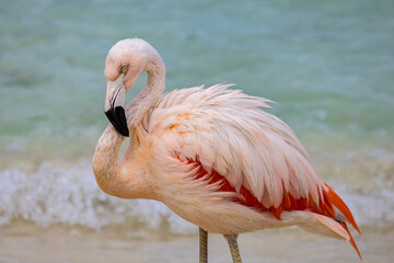 "Chilean Flamingo"
