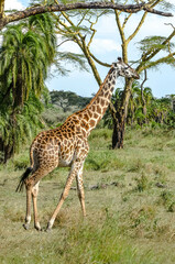 Giraffe in a beautiful landscape of the African savannah