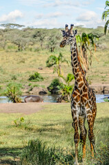 Giraffe in a beautiful landscape of the African savannah