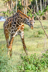 Giraffe in a beautiful landscape of the African savannah