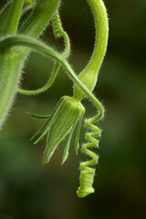 Squash courgette zukini flower calyx and spiral tendril