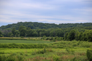 Fototapeta premium landscape with trees and clouds