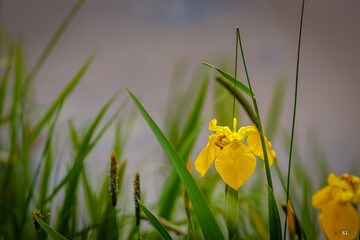 Fototapeta Żółty kwiat kosaciec obraz