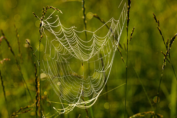 Sieć pajęcza z pająkiem - obrazy, fototapety, plakaty