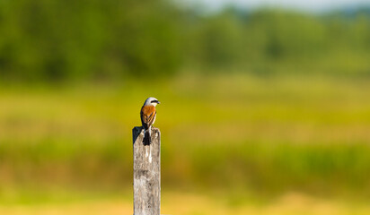 Ptak polny © KoLesfot