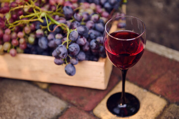 Horizontal image of a glass of red wine and partial view of harvested purple grapes in a wooden crate. Viticulture and wine industry. Agricultural hobby and business. Copy ad space