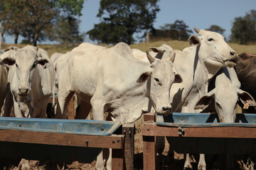 feeding and grazing of Brazilian cattle