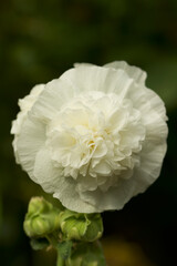 White hollyhock bloom close up