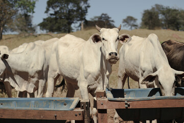 feeding and grazing of Brazilian cattle