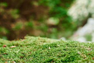 Beautiful moss close-up on the stone. Beautiful background from moss for wallpaper. Moss macro...