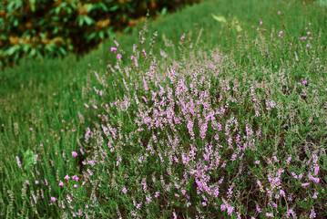 Beautiful gentle pink Heather against the background of green grass
