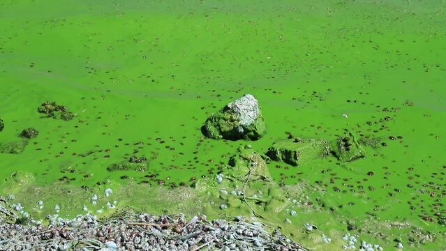 Water covered with green algae. River green algae bloom background. Global environmental pollution. Dirty waters in lake, river, bay, pond